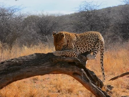 Okonjima 03