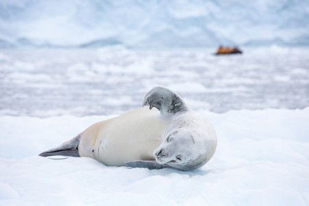 Ontdek Antarctica QuarkExpeditions Crabeater Seal Paradise Harbour Acaciajohnson 1