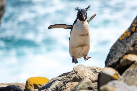 Op Zoek Naar Pinguins New Island The Falkland Islands Hurtigruten Genna