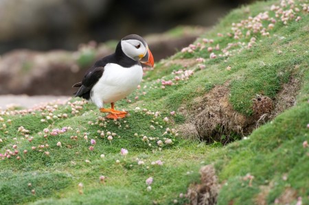 Papegaaiduiker Fair Isle Oceanwide Expeditions Josh Harrison