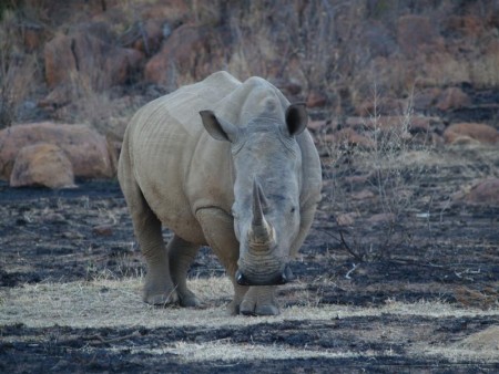 Pilanesberg National Park 06