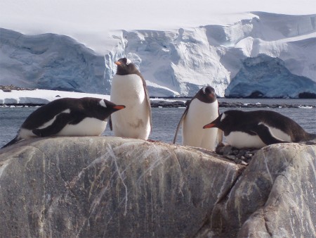 Poolcirkel Oversteken Antarctica Gentoo Pinguin Oceanwide Expeditions