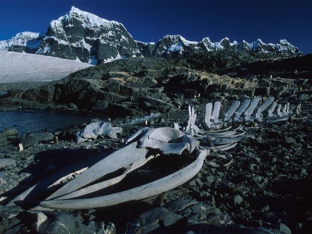 Poolcirkel Oversteken Antarctica Walvisskelet Oceanwide Expeditions