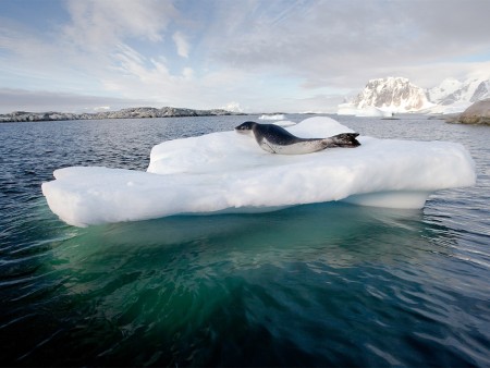 Poolcirkel Oversteken Antarctica Zeeluipaard Oceanwide Expeditions