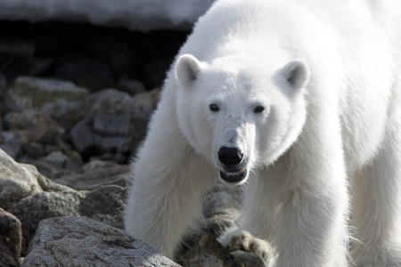 Poolreis Spitsbergen Oceanwide Expeditions 1