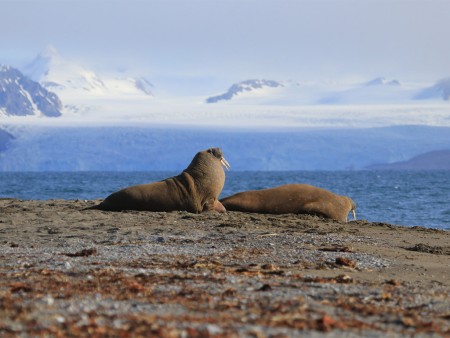 Prins Karls Forland Hurtigruten Arnau Ferrer Copy