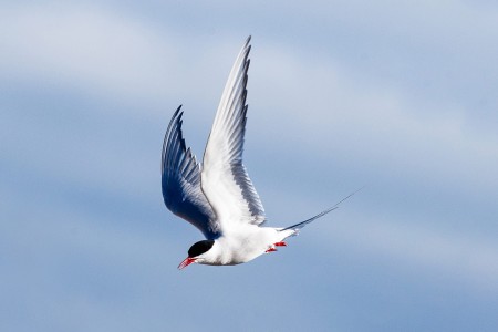 Quark Expeditions Arctische STern Nicky Souness