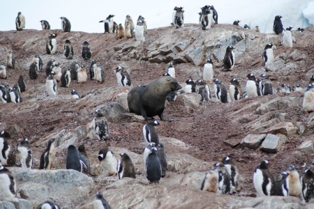 Reis Naar De Zuidpool Gentoo Penguins%2C Fur Seal%2C Antarctica %C2%A9 Jamie Scherbeijn Oceanwide Expeditions JPG Jamie Scherbeijn