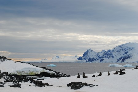 Reis Naar De Zuidpool Antarctica Polar Circle Detaille Island %C2%A9 Jamie Scherbeijn Oceanwide Expeditions JPG Jamie Scherbeijn