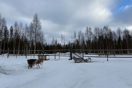 Rendiersafari Vuokatti FeelNordic 