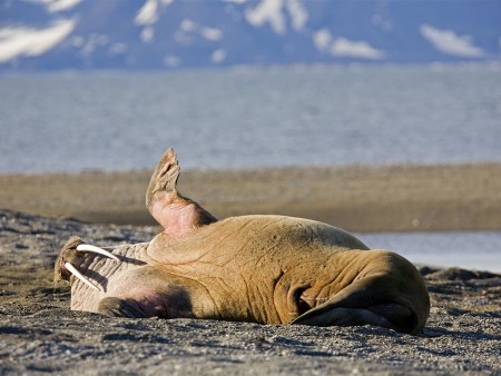 Rond Spitsbergen Hinlopenstraat Oceanwide Expeditions 10