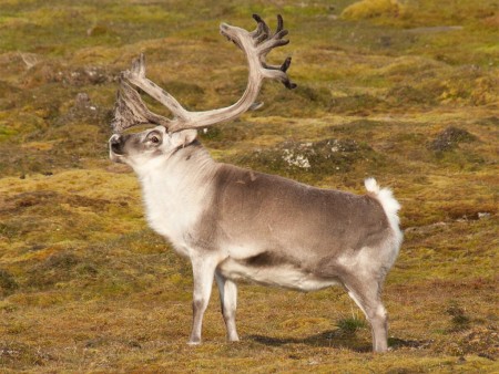 Rond Spitsbergen Hinlopenstraat Oceanwide Expeditions 11