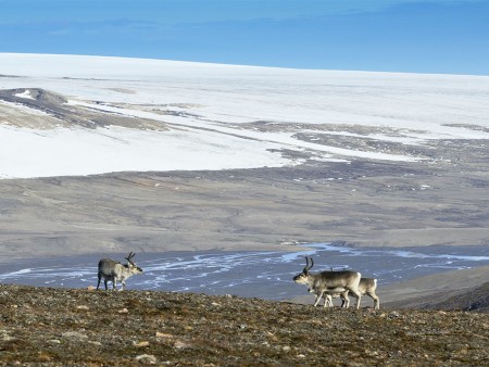 Rond Spitsbergen Hinlopenstraat Oceanwide Expeditions 3