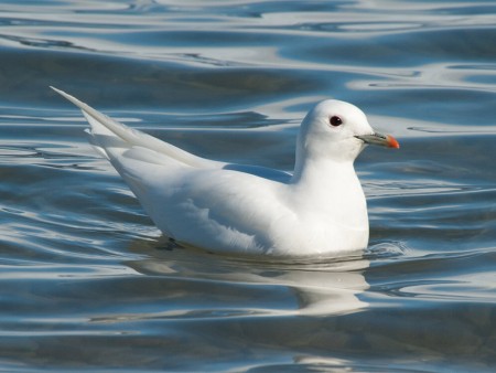 Rond Spitsbergen Hinlopenstraat Oceanwide Expeditions 6