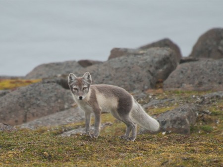 Rond Spitsbergen Hinlopenstraat Oceanwide Expeditions 8