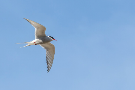 Rond De Svalbard Archipel Andrea Klaussner Ny Alesund Svalbard Arctic Tern