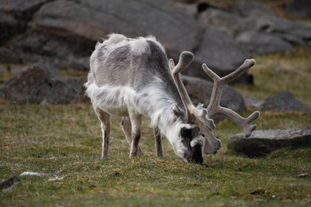 Rond De Svalbard Archipel Stefan Dall Reindeer Kapp Lee Svalbard