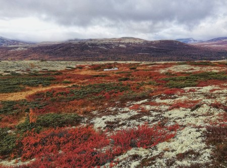 Rondane