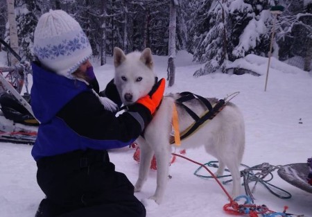 Sea Lapland Safaris Hondensledetocht 5