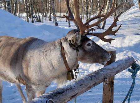 Sea Lapland Safaris Rendiersafari 2