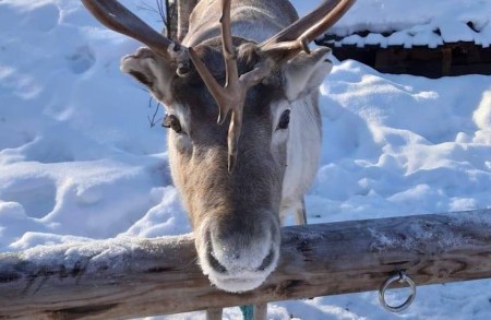 Sea Lapland Safaris Rendiersafari 3