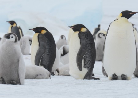 Snow Hill Island Oceanwide Expeditions James Cresswell 2