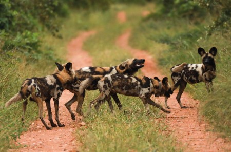 South Luangwa NP Wild Dogs Jpeg