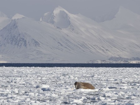 Spitsbergen Arctische Reis Ocean Wide Expeditions 6