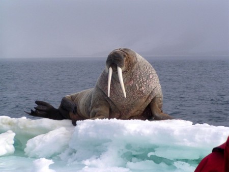 Spitsbergen Noord Hondius Walrus Oceanwide Expeditions Mike
