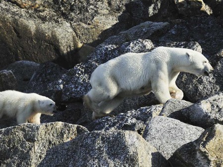 Spitsbergen Gletsjers Kvitoya Oceanwide Expeditions