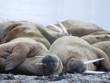 Spitsbergen Gletsjers Kvitoya Oceanwide Expeditions