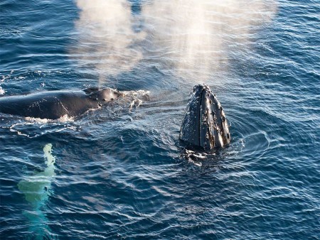 Spitsbergen Gletsjers Kvitoya Oceanwide Expeditions