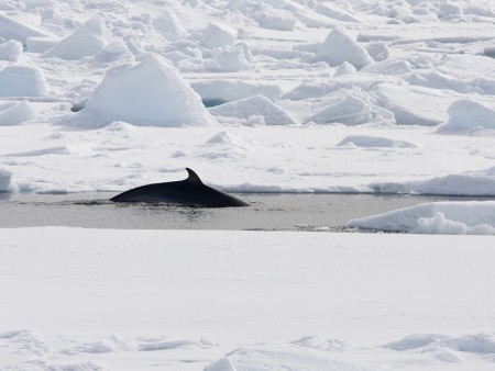 Spitsbergen Gletsjers Kvitoya Oceanwide Expeditions