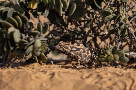 Swakopmund Living Desert Tour Kameleon Cape