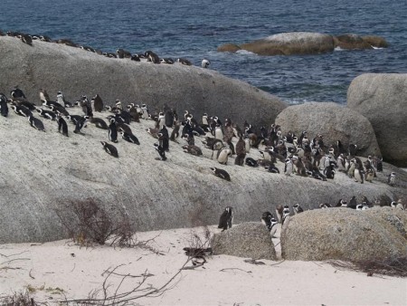 Table Mountain National Park 07