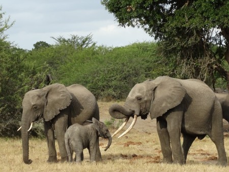 Tembe Elephant Park