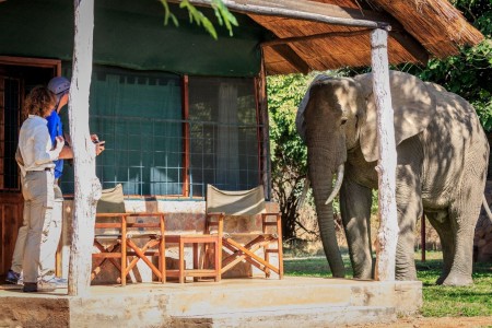 Thornicroft Lodge South Luangwa Olifant