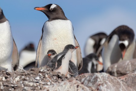 Vaarreis Naar De Pinguins Antarctica Hurtigruten Genna