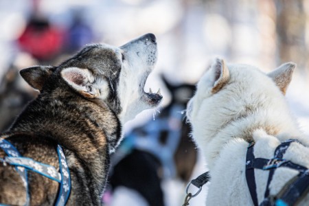 Visit Inari Dogs