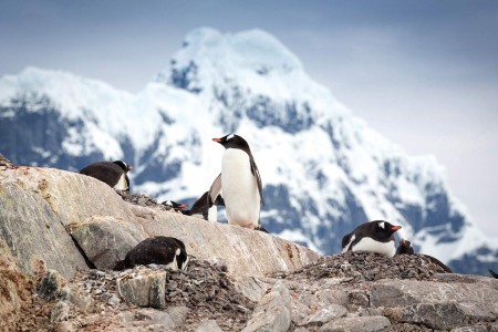 Vliegen En Varen Naar Antarctica QuarkExpeditions Gentoo Penguin Acaciajohnson 6