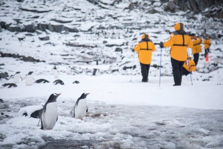 Vliegen En Varen Naar Antarctica QuarkExpeditions Gentoo Penguins Pax Port Charcot Acaciajohnson