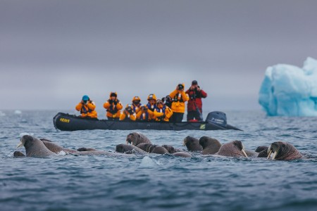 Walrussen Quark Expeditions David