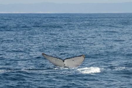 Walvis Bultrug St Lucia Zuid Afrika Suid Afrika Reise Douwe Baas