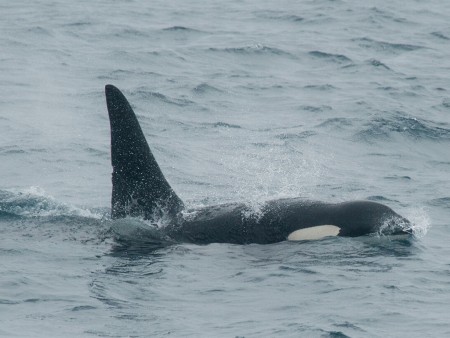 Walvis Safari Oceanwide Expeditions 1