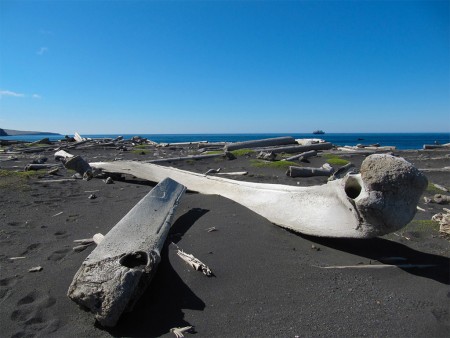 Walvis Safari Oceanwide Expeditions 7