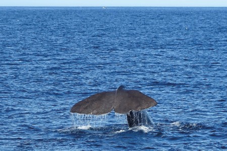 Whale Safari Andenes
