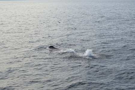 Whale Safari Andenes Walvissafari 4