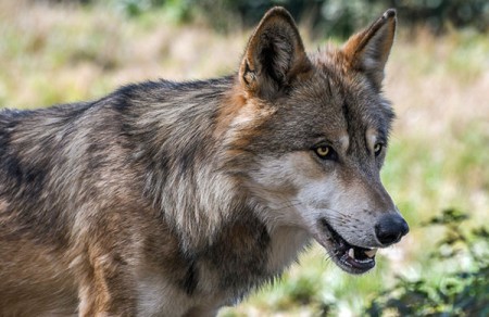 Wolf Safari Nationaal Park Tiveden In Zweden Naturguidetiveden