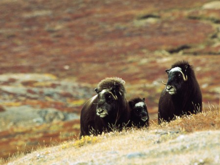 Zeilen Scoresby Sund Oceanwide Expeditions 8