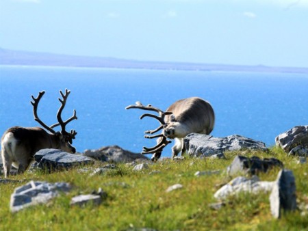 Zeilen Spitsbergen Antigua